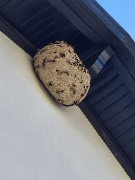 Nid de guêpes en toiture